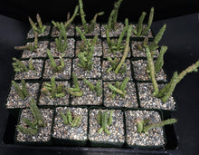 Load image into Gallery viewer, Huernia procumbens *Stapeliad w/ shooting star flowers*