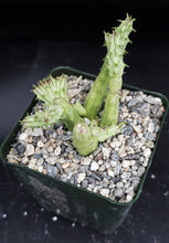 Load image into Gallery viewer, Huernia procumbens *Crested stem, Cristate*