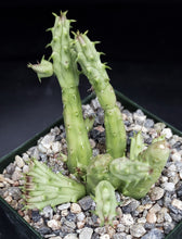 Load image into Gallery viewer, Huernia procumbens *Crested stem, Cristate*