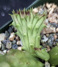 Load image into Gallery viewer, Huernia procumbens *Crested stem, Cristate*