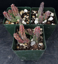 Load image into Gallery viewer, Huernia zebrina *Lifesaver Plant*