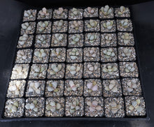Load image into Gallery viewer, Lapidaria margaretae