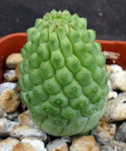 Load image into Gallery viewer, Larryleachia cactiformis *Rare Stapeliad*