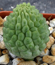Load image into Gallery viewer, Larryleachia cactiformis *Rare Stapeliad*