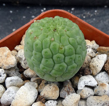 Load image into Gallery viewer, Larryleachia cactiformis *Rare Stapeliad*