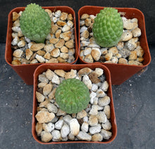 Load image into Gallery viewer, Larryleachia cactiformis *Rare Stapeliad*