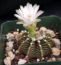 Load image into Gallery viewer, Gymnocalycium aff. friedrichii Agua Dulce LB2178