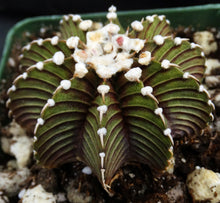 Load image into Gallery viewer, Gymnocalycium aff. friedrichii Agua Dulce LB2178