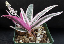 Load image into Gallery viewer, Ledebouria socialis 'variegata' Variegated