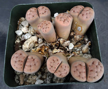 Load image into Gallery viewer, Lithops karasmontana *Clumping Plant*