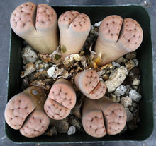 Load image into Gallery viewer, Lithops karasmontana *Clumping Plant*