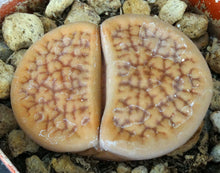 Load image into Gallery viewer, Lithops hookeri *Big Plants*