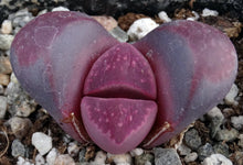 Load image into Gallery viewer, Lithops optica 'Rubra' *Purple Living Stones*