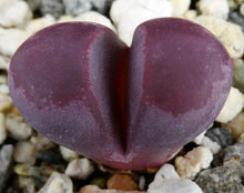 Load image into Gallery viewer, Lithops optica 'Rubra' *Purple Living Stones*
