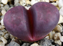 Load image into Gallery viewer, Lithops optica 'Rubra' *Purple Living Stones*