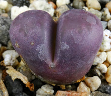 Load image into Gallery viewer, Lithops optica 'Rubra' *Purple Living Stones*