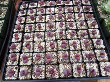 Load image into Gallery viewer, Lithops optica 'Rubra' *Purple Living Stones*