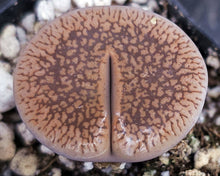 Load image into Gallery viewer, Lithops aucampiae
