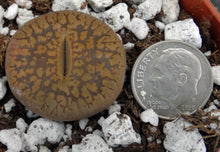 Load image into Gallery viewer, Lithops aucampiae