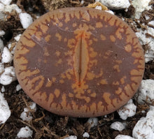 Load image into Gallery viewer, Lithops aucampiae