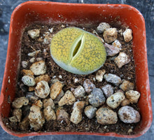 Load image into Gallery viewer, Lithops bromfieldii 'sulphurea'