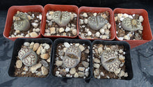 Load image into Gallery viewer, Lithops dorotheae