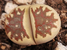Load image into Gallery viewer, Lithops dorotheae