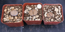 Load image into Gallery viewer, Lithops fulviceps