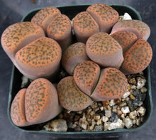 Load image into Gallery viewer, Lithops fulviceps *clumping plant*