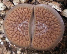 Load image into Gallery viewer, Lithops hookeri *Big Plants*