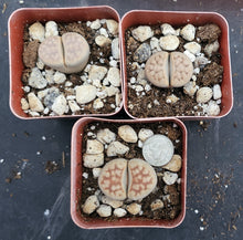 Load image into Gallery viewer, Lithops karasmontana (B)