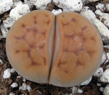 Load image into Gallery viewer, Lithops karasmontana (B)