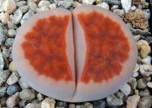 Load image into Gallery viewer, Lithops karasmontana