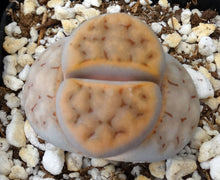Load image into Gallery viewer, Lithops karasmontana (B)