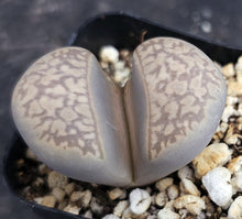 Load image into Gallery viewer, Lithops marmorata