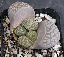 Load image into Gallery viewer, Lithops marmorata