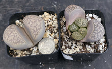 Load image into Gallery viewer, Lithops marmorata