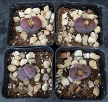 Load image into Gallery viewer, Lithops salicola 'Sato's Violet' (aka 'Bacchus')