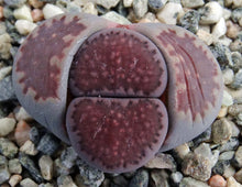 Load image into Gallery viewer, Lithops salicola 'Sato's Violet' (aka 'Bacchus')