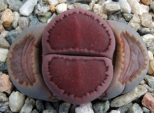 Load image into Gallery viewer, Lithops salicola 'Sato's Violet' (aka 'Bacchus')
