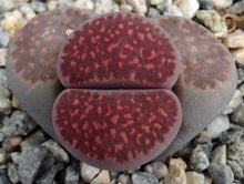 Load image into Gallery viewer, Lithops salicola 'Sato's Violet' (aka 'Bacchus')