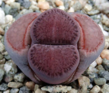 Load image into Gallery viewer, Lithops salicola 'Sato's Violet' (aka 'Bacchus')
