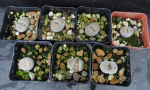 Load image into Gallery viewer, Lithops leslei v. venteri