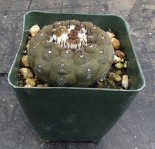 Load image into Gallery viewer, Copiapoa hypogaea Lizard Skin Form