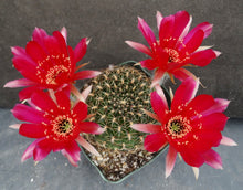 Load image into Gallery viewer, Lobivia draxleriana