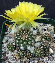 Load image into Gallery viewer, Lobivia tiegliana v. distefanoiana *Big clumps!*