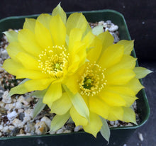 Load image into Gallery viewer, Lobivia tiegliana v. distefanoiana *Big clumps!*