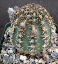 Load image into Gallery viewer, Lobivia winteriana