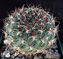 Load image into Gallery viewer, Lobivia draxleriana