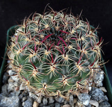 Load image into Gallery viewer, Lobivia draxleriana